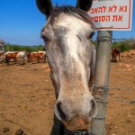 Cheval de selle.סוסה תמה